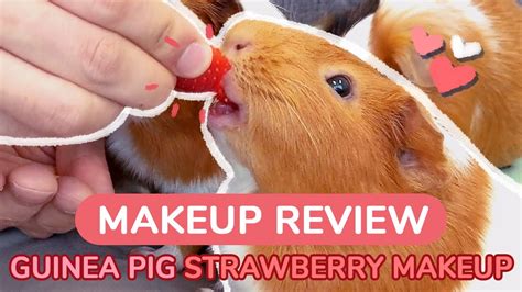 Guinea Pigs Review Strawberry Lipstick Guineadad Youtube