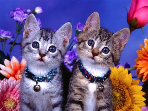 Wallpapers He Wallpapers Cute Cats Wallpapers