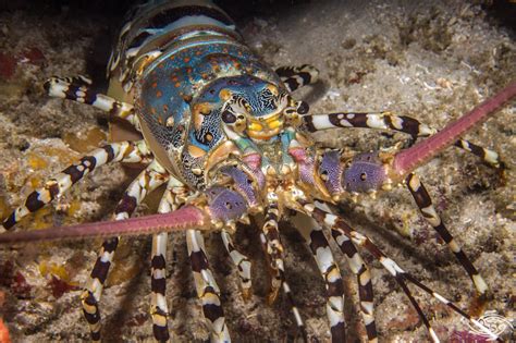Ornate Spiny Lobster Facts And Photographs Seaunseen
