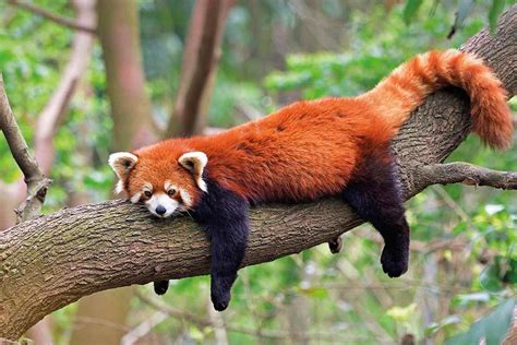 Why Are Red Pandas Endangered Threats To Their Survival Animal Hype