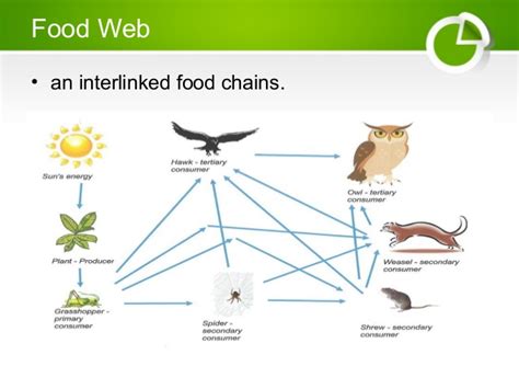 Help your class explore food chains and webs with these resources. Ecological Pyramids, Food Chain and Food Web