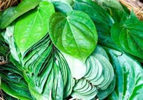 The Uses And Benefits Of Betel Leaf