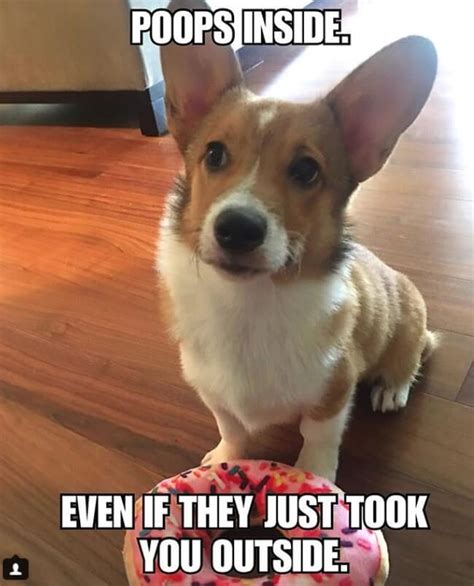 The 14 Funniest Corgi Memes That Will Make You Laugh The Dogman