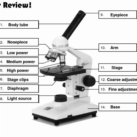 Using A Compound Light Microscope Worksheet Db Excel Com