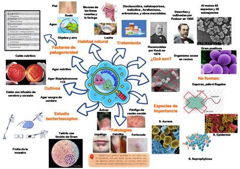 Microbiologia Mapa Mental Ramas Y Ciencias Auxiliares
