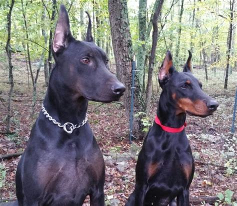 All The Colors And Types Of The Doberman Pinscher Doberman Planet