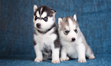He's really sweet and loves belly rubs. Siberian Husky Puppies For Sale | Virginia Beach Boulevard ...