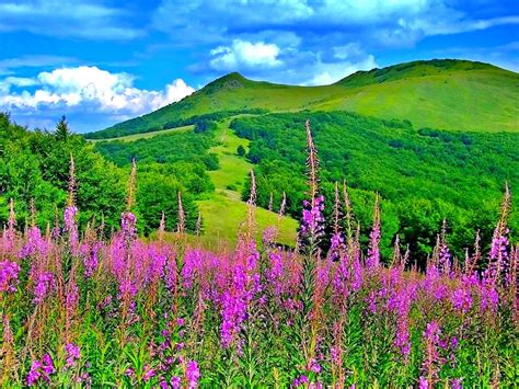 Choose one of the available sizes to fit every display size. Beautiful Picturesque Scenery with Wonderful Pink Flowers ...
