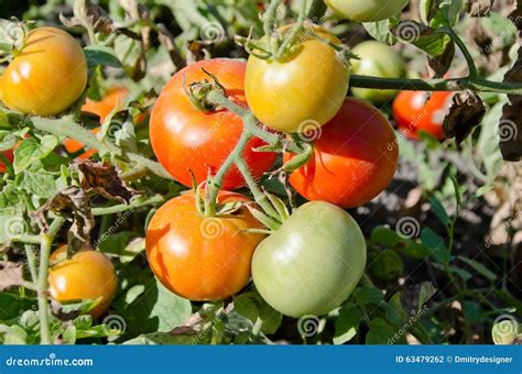 Bush Tomato Stock Photo Image Of Plant Nature Food 63479262