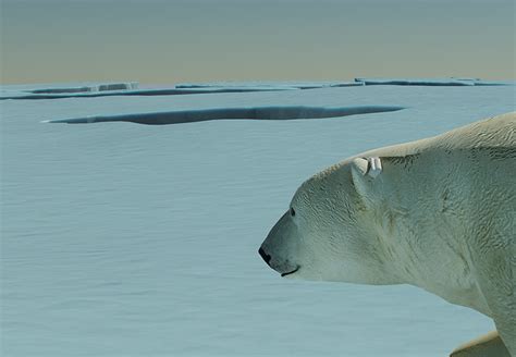 Polar Bear Tracker Mistywest