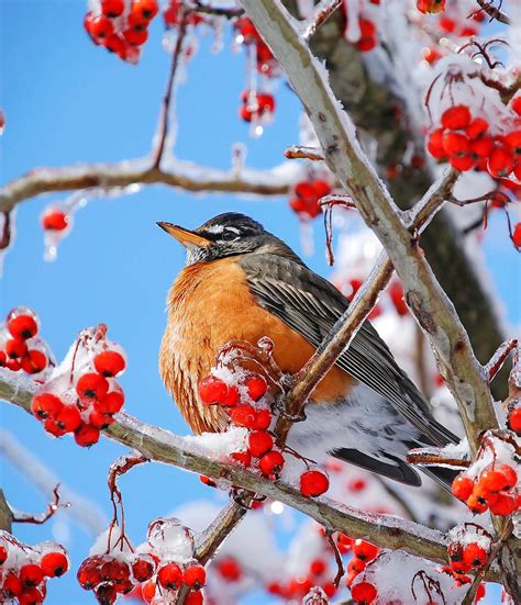 15 Of The Snowiest Bird Photos Ever Birds And Blooms