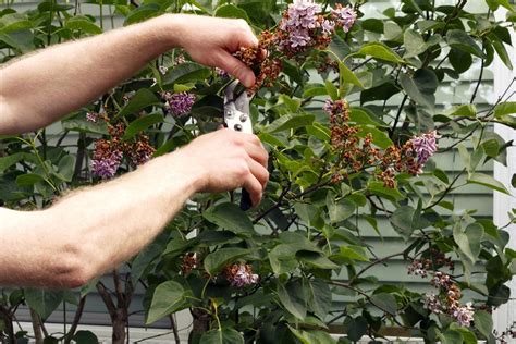 How to grow lilacs from suckers. Read This if You Don't Know How to Prune Lilac Bushes the ...