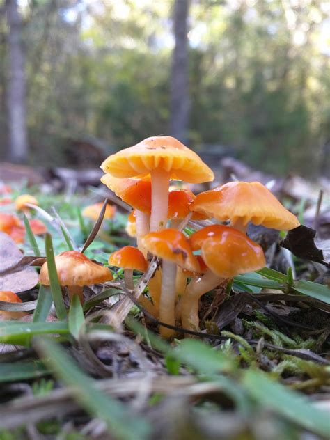 Tiny Orange Friends In The Backyard Mycology Fungi Mushrooms