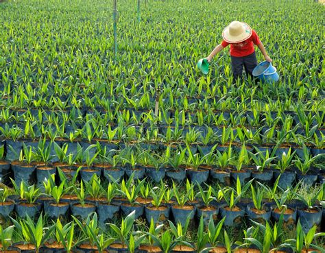 Weeds growing in the polybags must be carefully pulled out. Oil palm nursery stock photo. Image of care, nursery ...