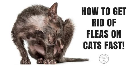 How To Get Rid Of Fleas On Cats Fast Twitter Post