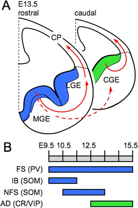 Transcriptional Regulation Of Cortical Interneuron Development