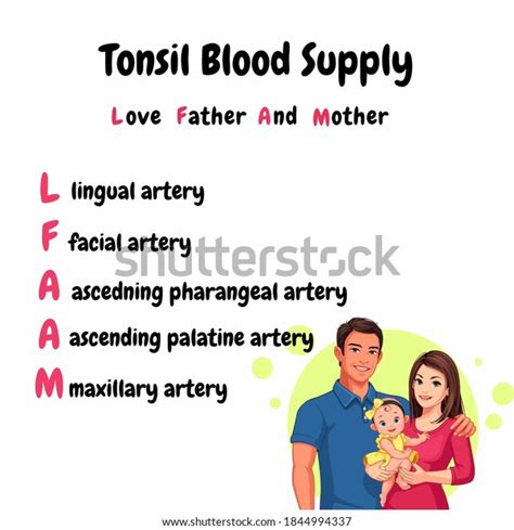 Tonsil Blood Supply Illustration Mnemonic Easy Stock Illustration
