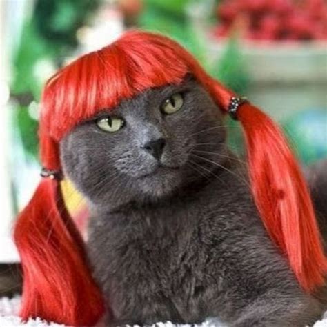 Alibaba.com offers 2,365 red haired animals products. Funny Cat With Red Hair