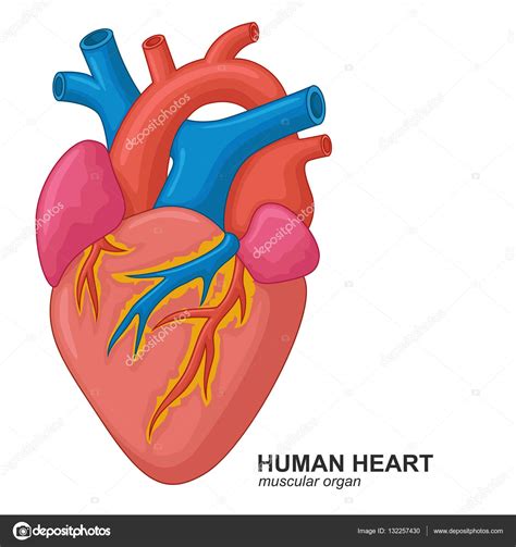 Dibujos Animados De Corazón Humano — Vector De Stock © Fightingfear