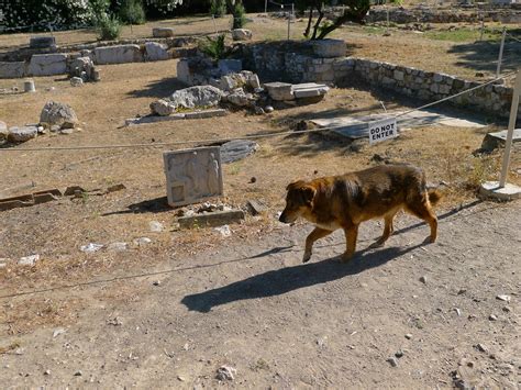 The Tourist Loving Dogs Of Greece