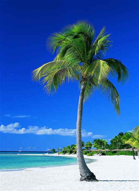 Real Palm Tree On The Beach Images