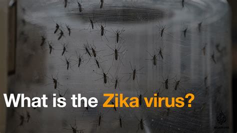 Zika Virus Facts You Need To Know News Al Jazeera