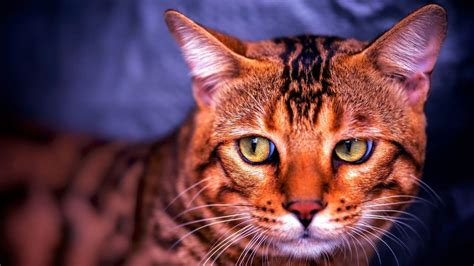 10 Cat Breeds That Look Like Tigers — Wow Meow