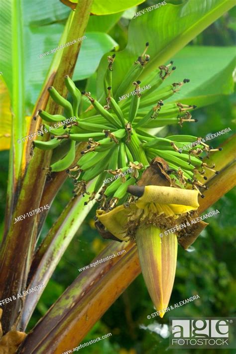 Wild Banana Flowering Stalk With Immature Green Banana Fruits Musa
