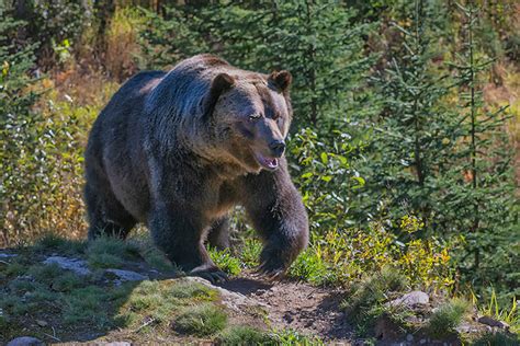 Meet Boo The Grizzly Bear Near Golden Bc Photo Journeys