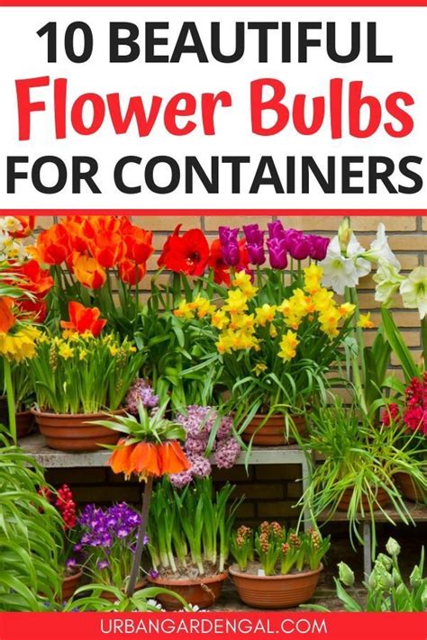 This is known as planting 'in the green'. 10 Beautiful Flower Bulbs For Containers in 2020 | Bulb ...