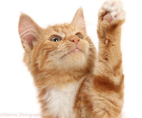 Ginger Kitten Reaching Up With A Paw Photo Wp28500