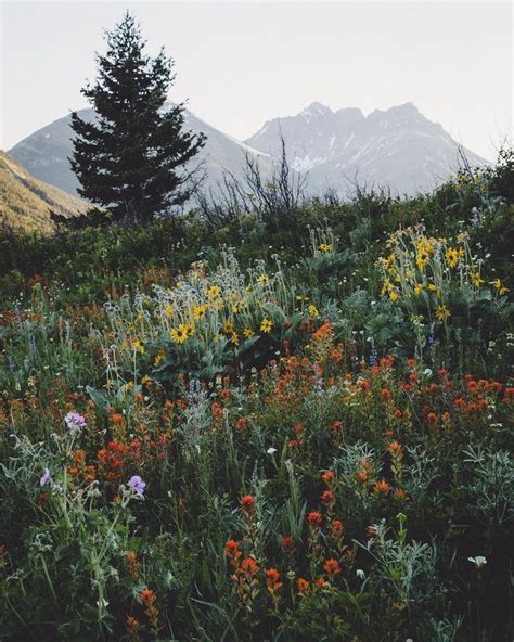 Wildflower Field In The Mountains Landscape Photography Nature