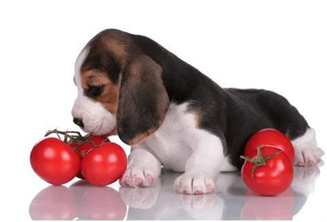 Can Dogs Eat Tomatoes Benefits Side Effects And Tips