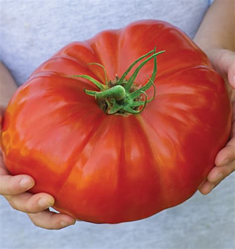 Giant Red Beefsteak Tomato Seeds Lycopersicon Lycopersicum My