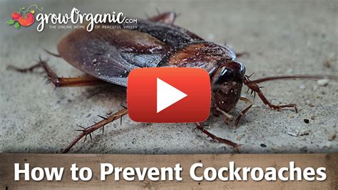 How To Control And Prevent Cockroaches In Your Home Without Harsh Chemicals In 2021 Cockroach