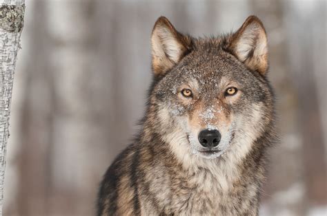 Are Gray Wolves Still Endangered
