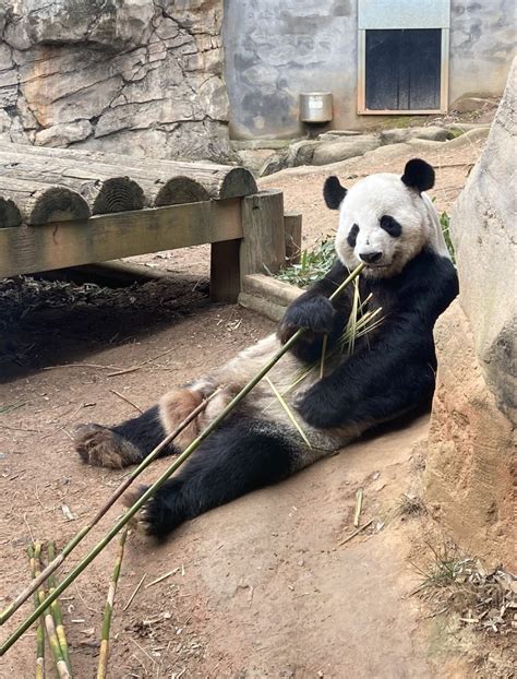 Panda Updates Monday February 27 Zoo Atlanta