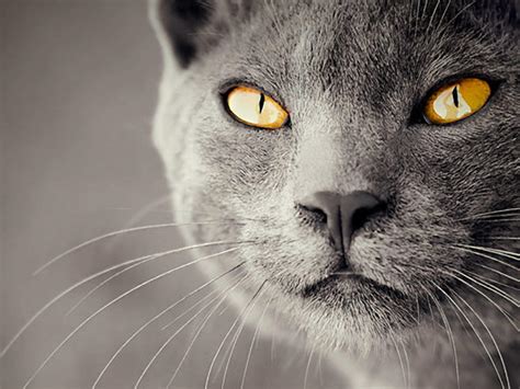 47 Awesome Cat Wallpapers