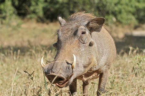 10 Things You Didnt Know About African Warthogs Page 2