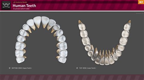 3d Anatomy Human Teeth By Motion Planet 3docean