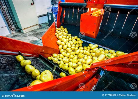 Potato Sorting Processing And Packing Factory Stock Photo Image Of