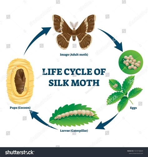 Silk Moth Life Cycle Illustrated Vector Diagram Educational Biology