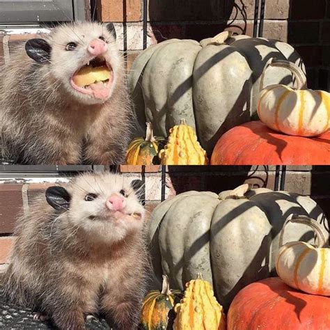 An Opossum Munching On Some Pumpkins Cute Animals Cute Little