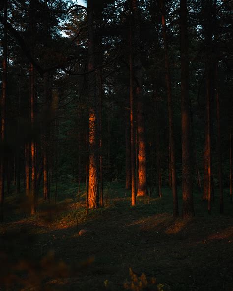 500 Forest Fire Pictures Hd Download Free Images On Unsplash