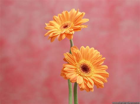 Desktop Wallpapers Flowers Backgrounds Gerbera Orange