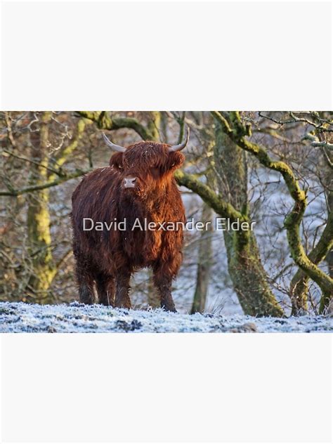 Scottish Highland Cow In The Snow Canvas Print By Davidelder Redbubble