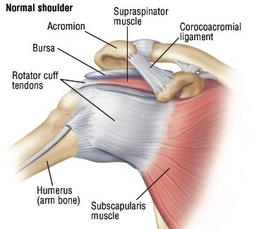 The shoulder muscles include skeletal muscles that are attached to the head of the humerus which performs various direct and indirect functions of the both heads join to form one large muscle the tendon of which inserts into the radial tuberosity. Tendon Problems in the shoulder joint