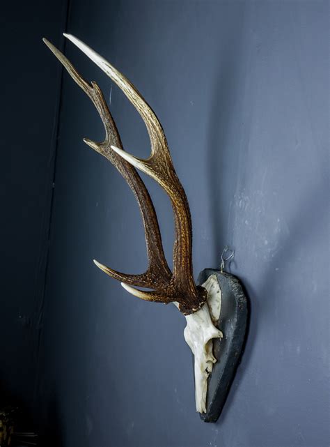 Japanese Sika Deer Skull Cap And Antlers On Shield Ans316 Antlers