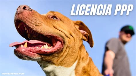 Gu A Completa Certificado De Aptitud Psicol Gica Para Perros Ppp Certificados Info