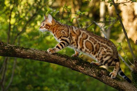 Katzen kaufen & verkaufen auf quoka.de in unserem großen tiermarkt. Darf die Bengalkatze ins Freie oder soll sie in der ...
